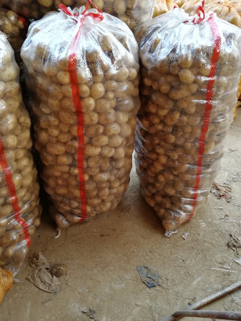 8钱—1.2两精品小土豆，黄皮黄心