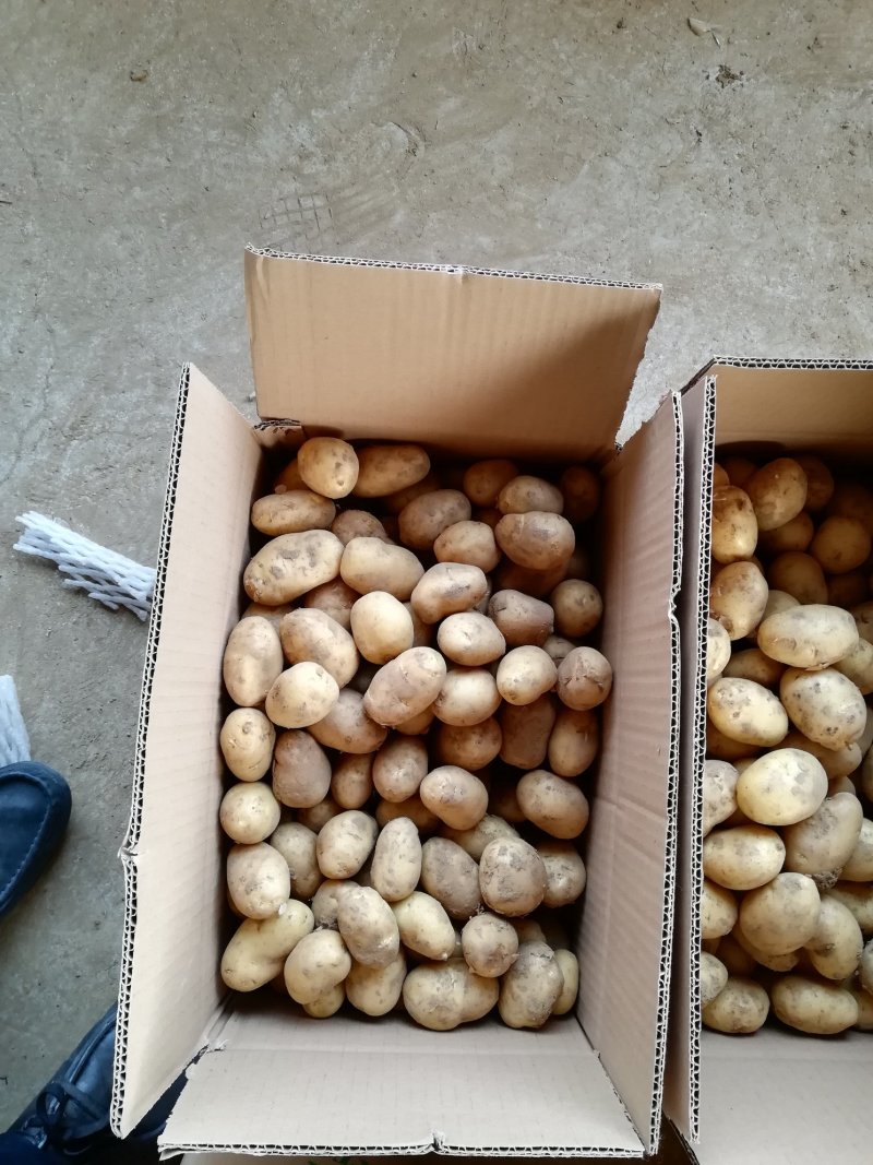 8钱—1.2两精品小土豆，黄皮黄心