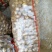 8钱—1.2两精品小土豆，黄皮黄心