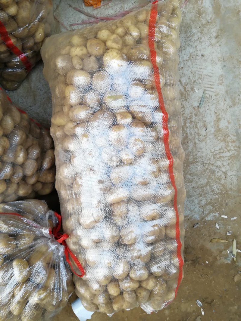 8钱—1.2两精品小土豆，黄皮黄心