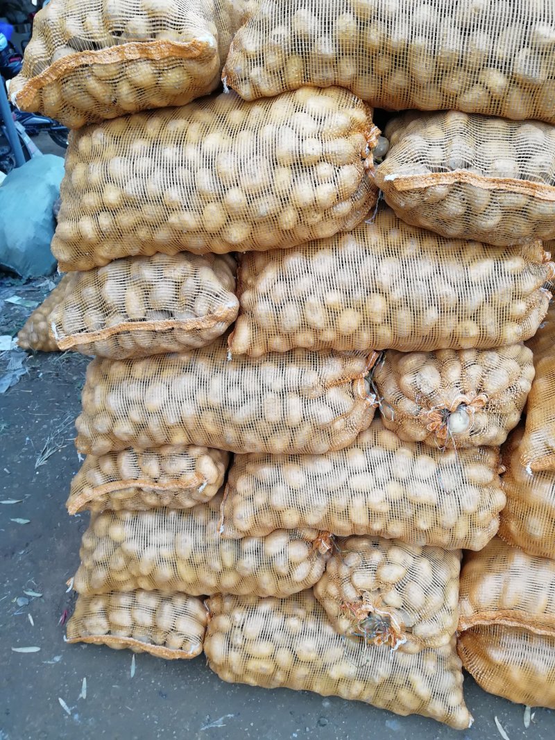 8钱—1.2两精品小土豆，黄皮黄心