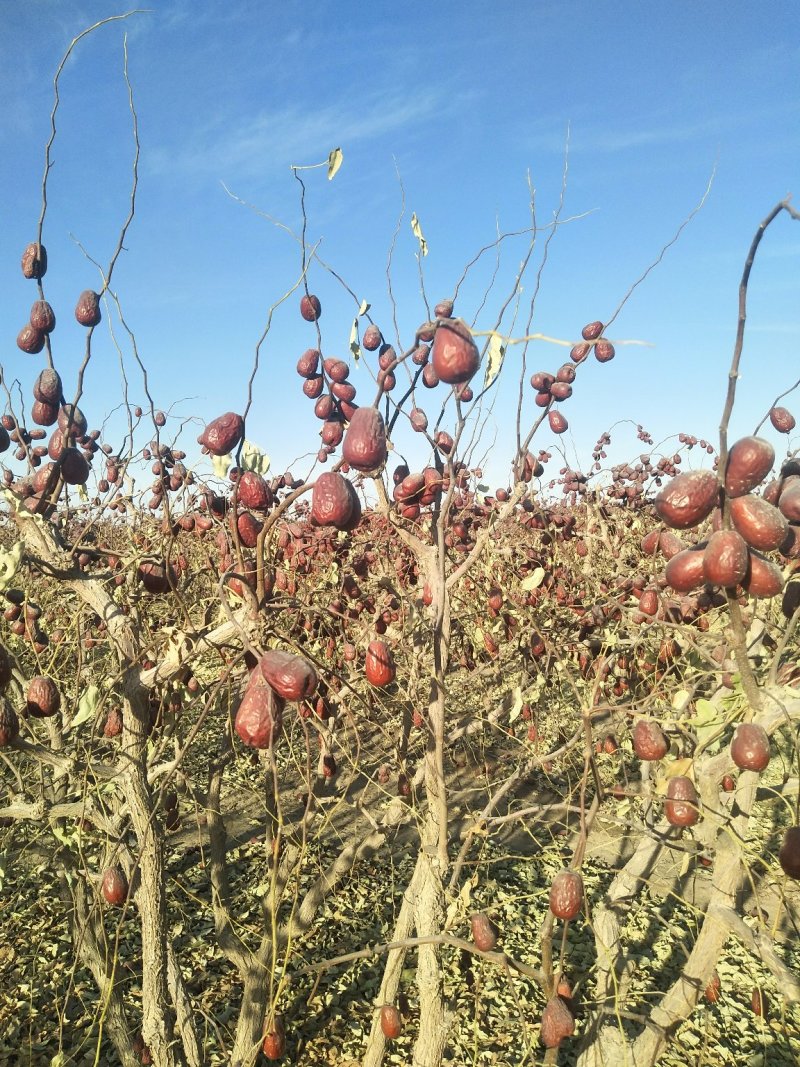 和田224团大枣骏枣――二级