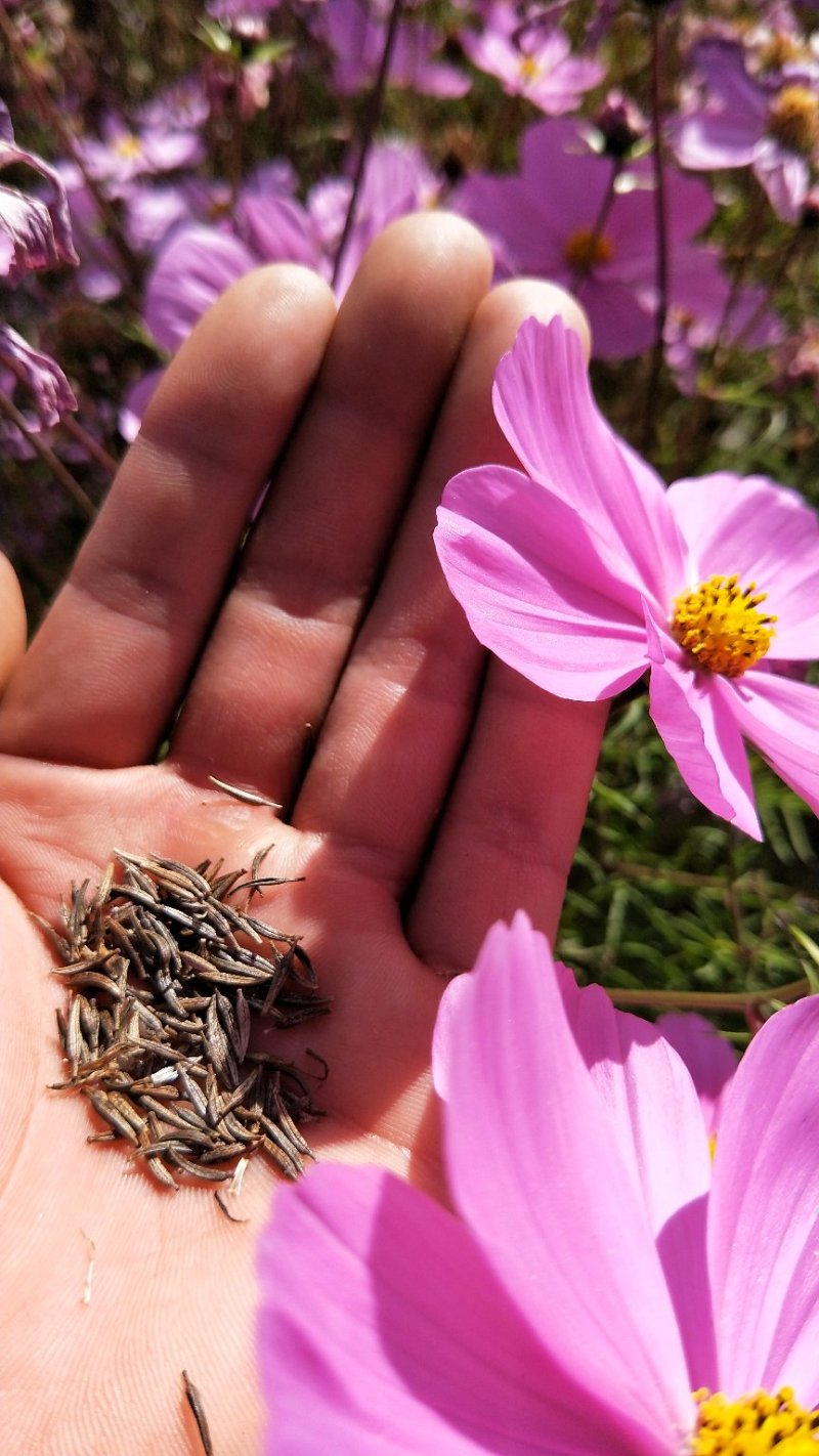 波斯菊