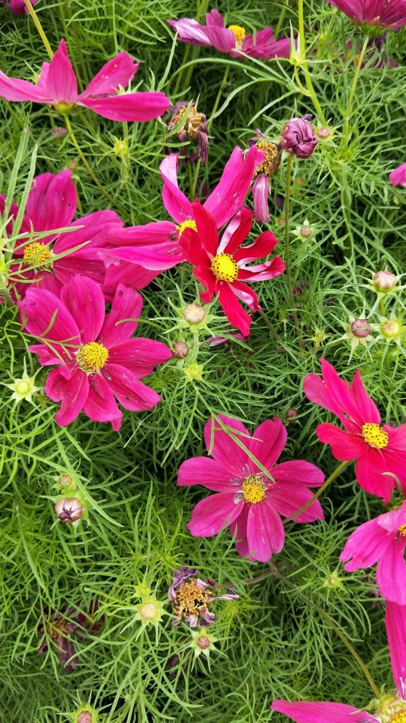 波斯菊