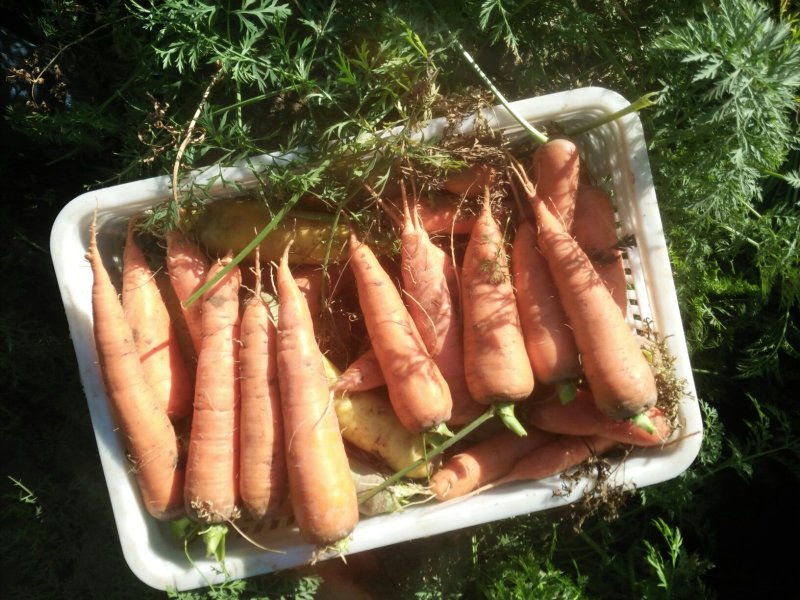 蔬菜胡萝卜大量上市，货源充足，品质保证，欢迎选购