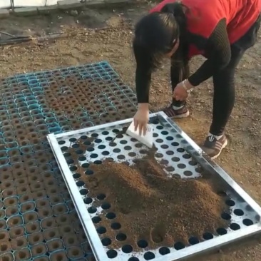育苗杯，营养钵快速装土神器