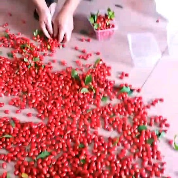 神秘果鲜果500克当天摘当天发货