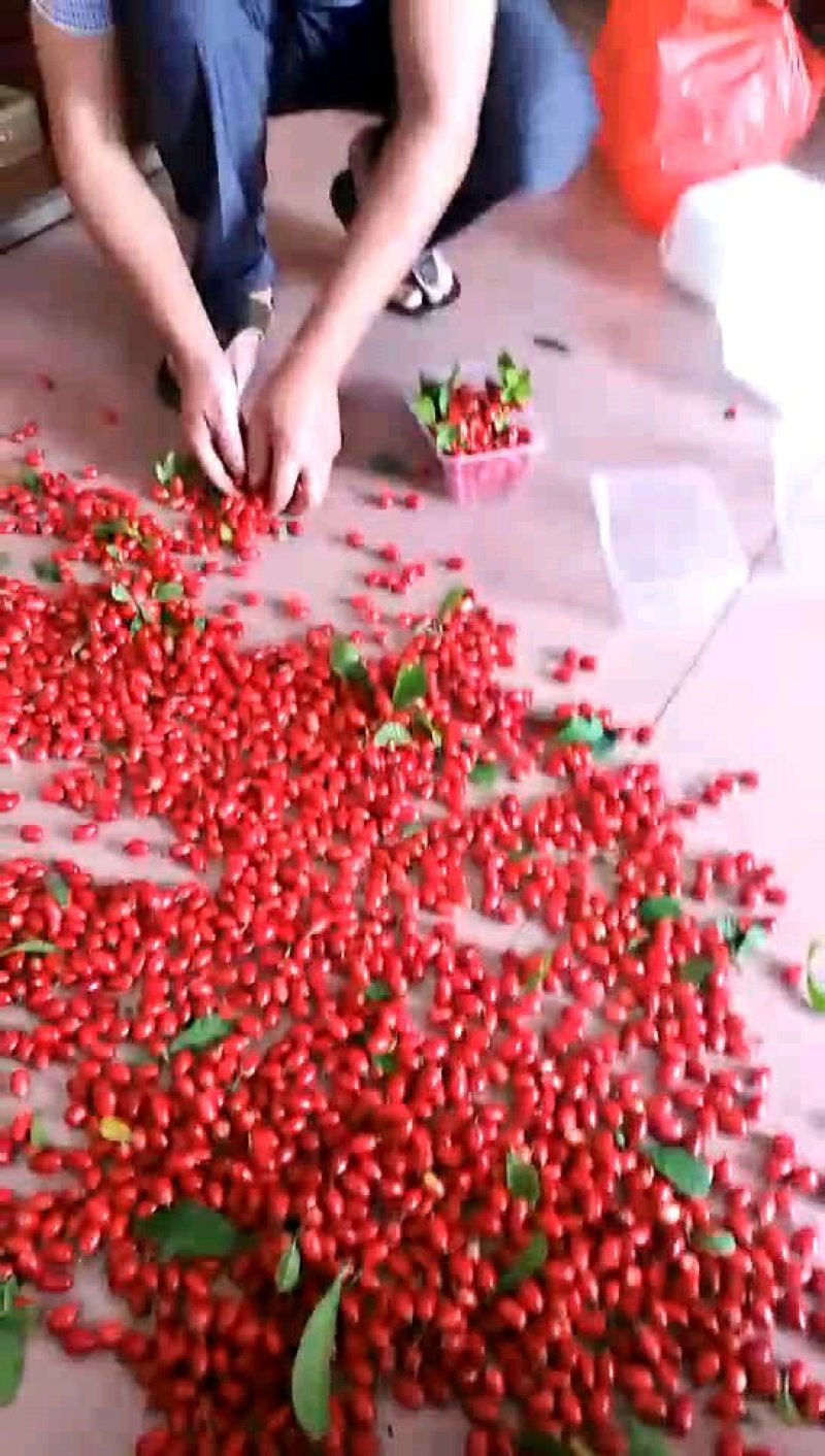 神秘果鲜果500克当天摘当天发货