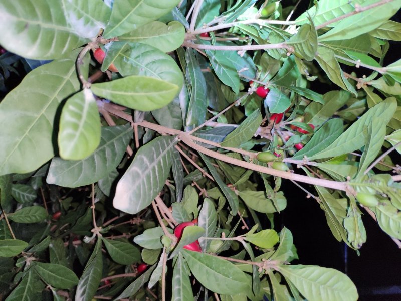 神秘果鲜果500克当天摘当天发货