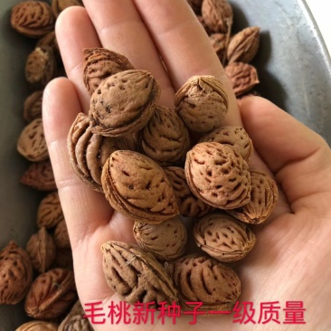 毛桃新种