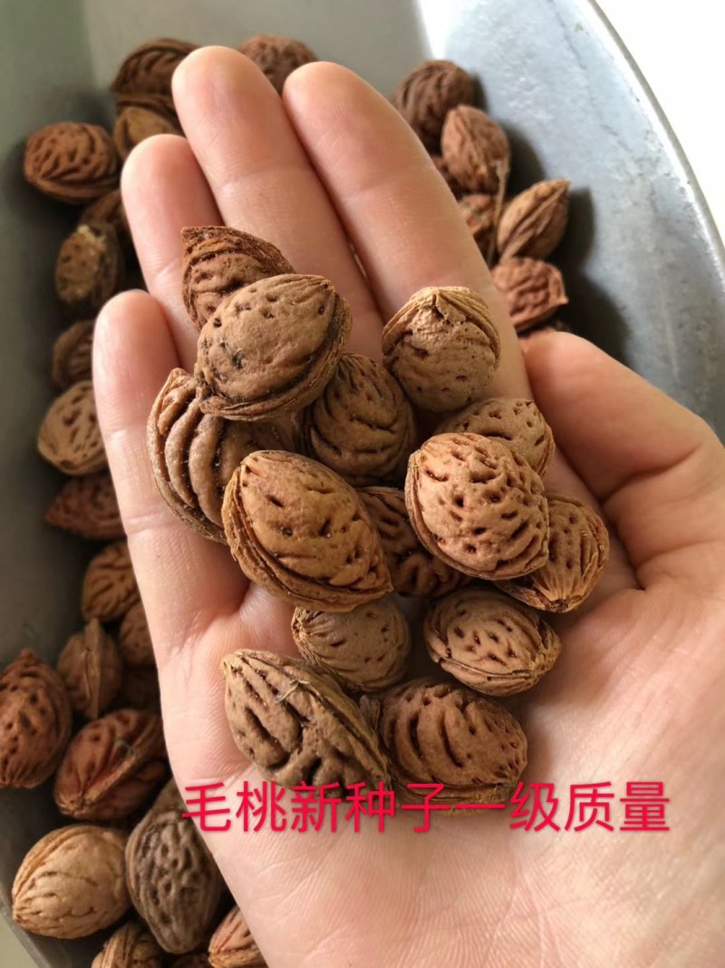毛桃新种