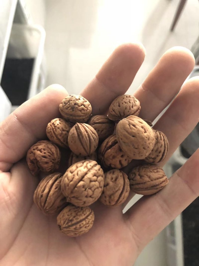 毛桃新种