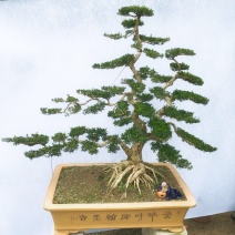 雀舌黄杨