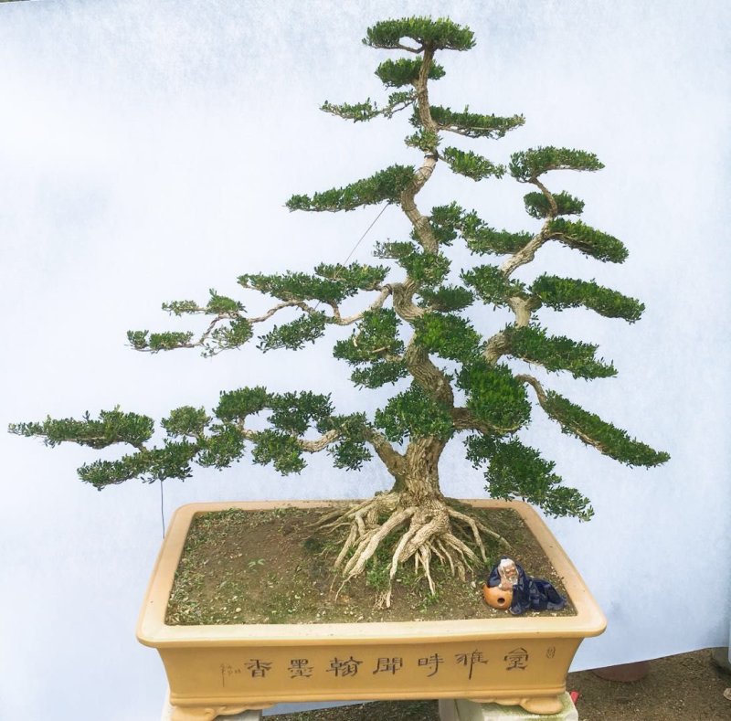 雀舌黄杨