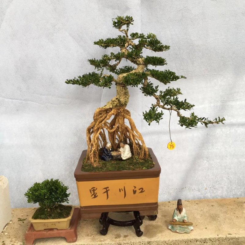 雀舌黄杨