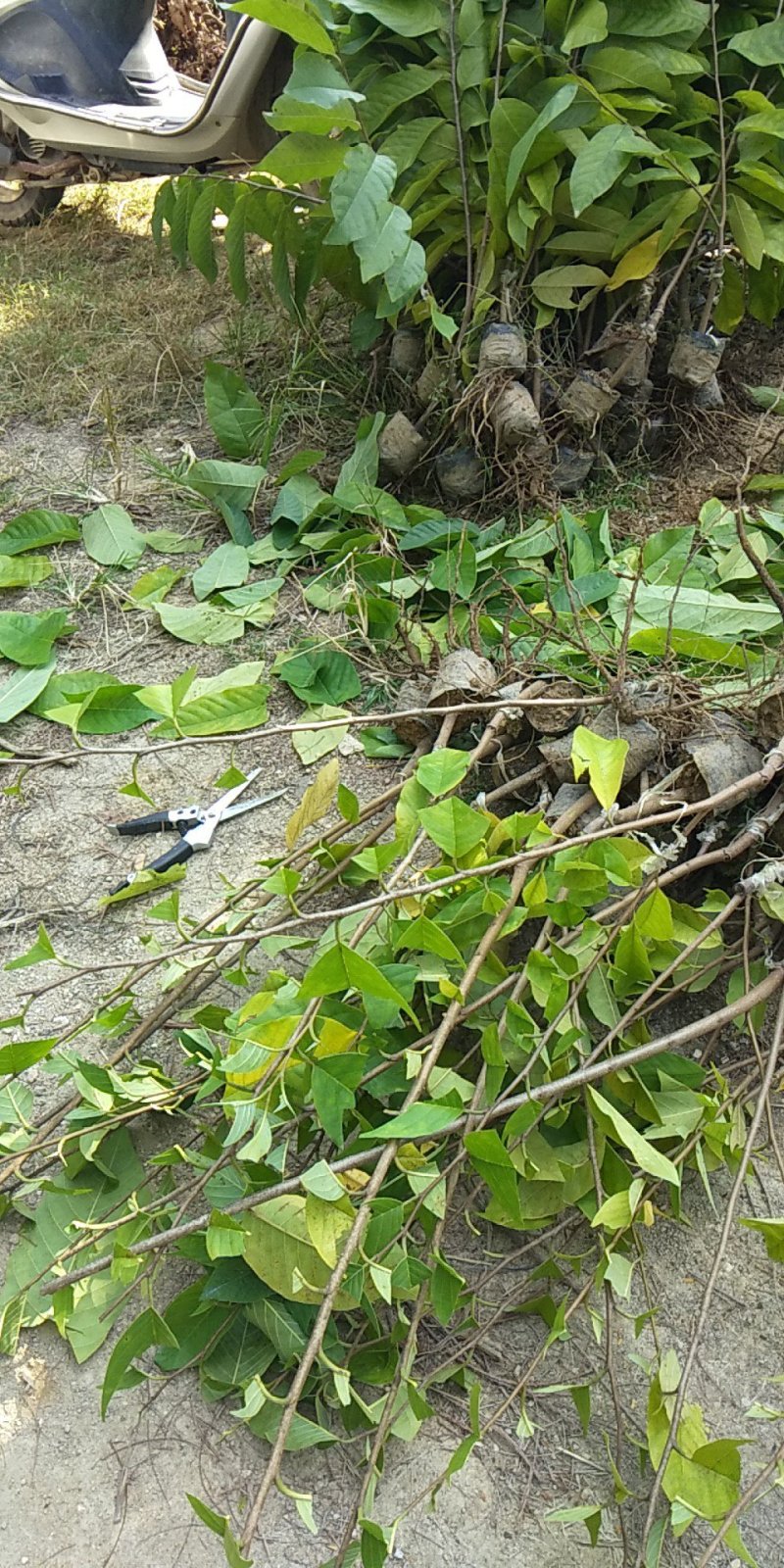 释迦果苗