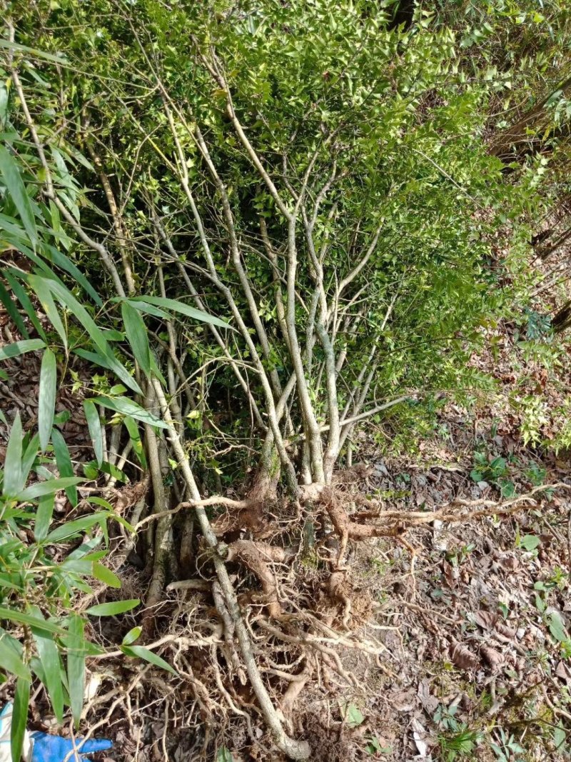 有刺枸骨树苗老桩盆景元宝刺鸟不宿老虎叶带八角刺球花卉绿植