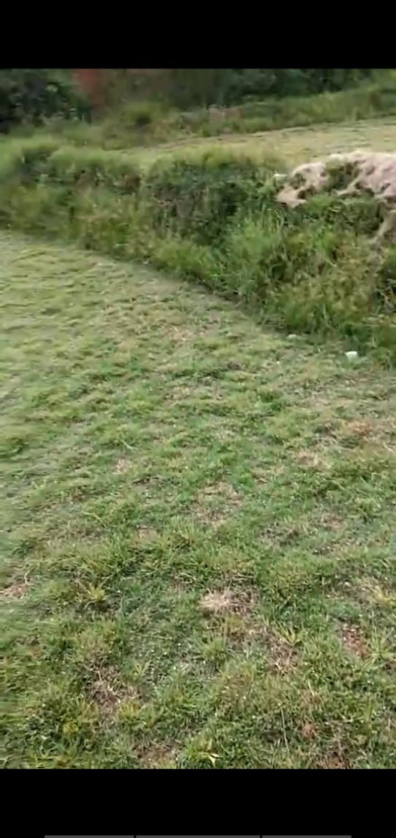 黑麦草