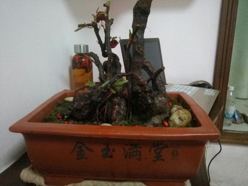 野生何首乌盆栽何首乌下山桩何首乌苗
