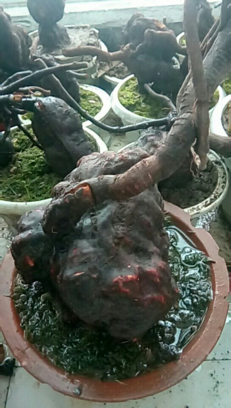 野生何首乌盆栽何首乌下山桩何首乌苗