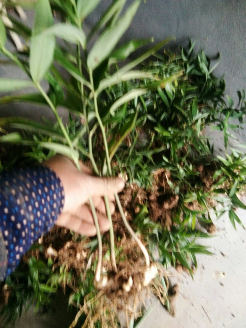黄精苗