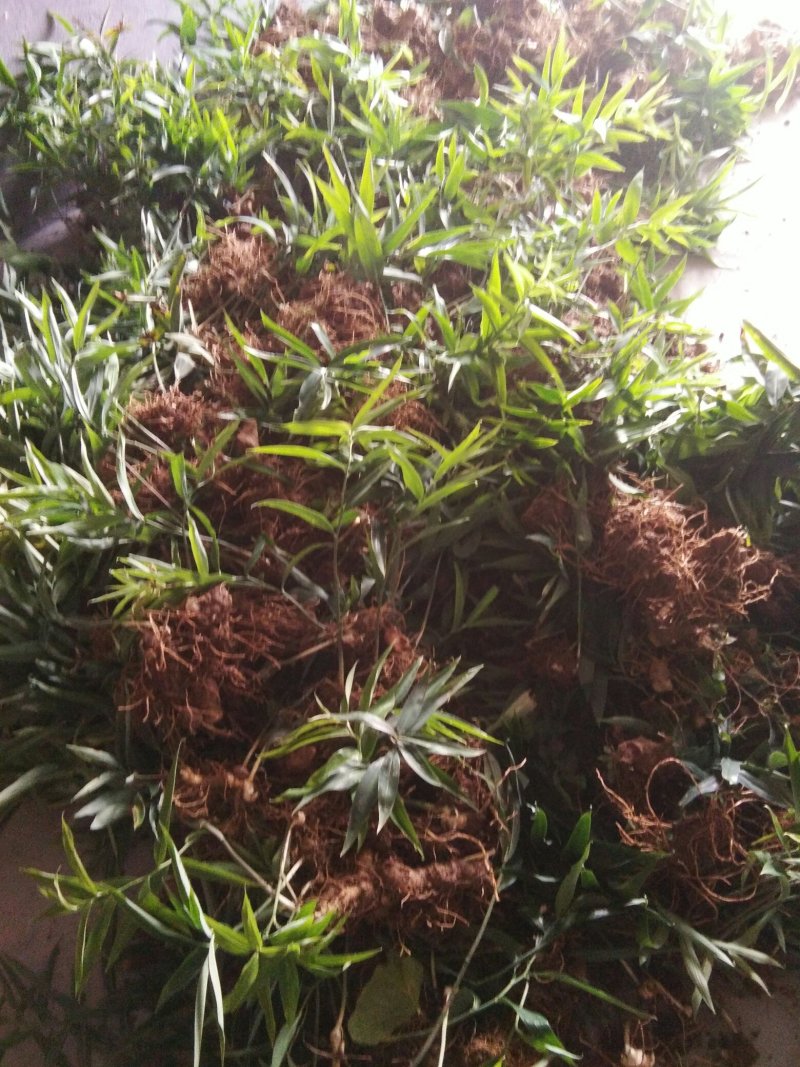 黄精苗