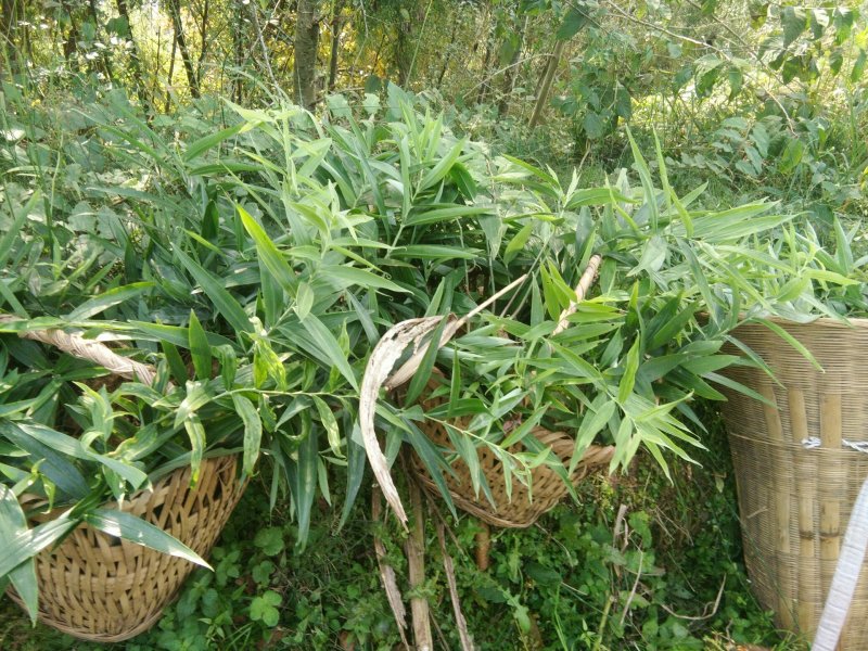 黄精苗