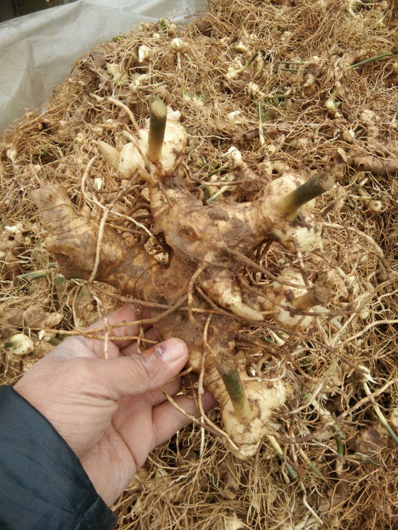 黄精苗