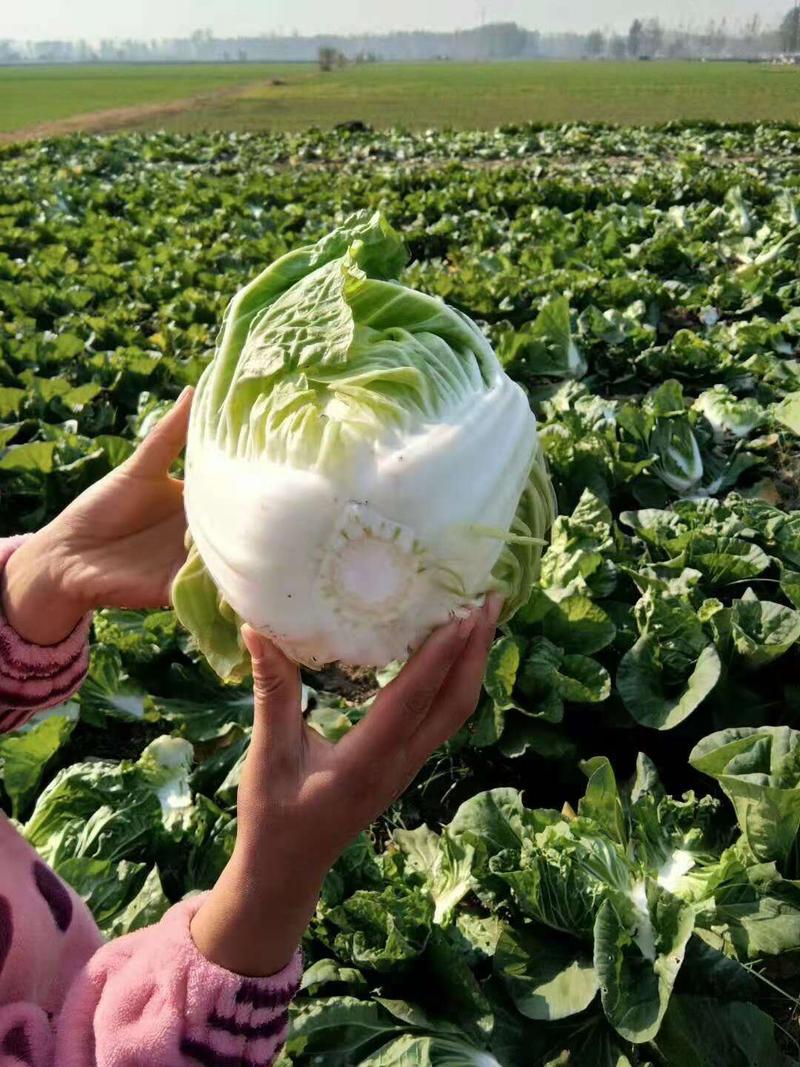 苏北地区越冬白菜义和秋