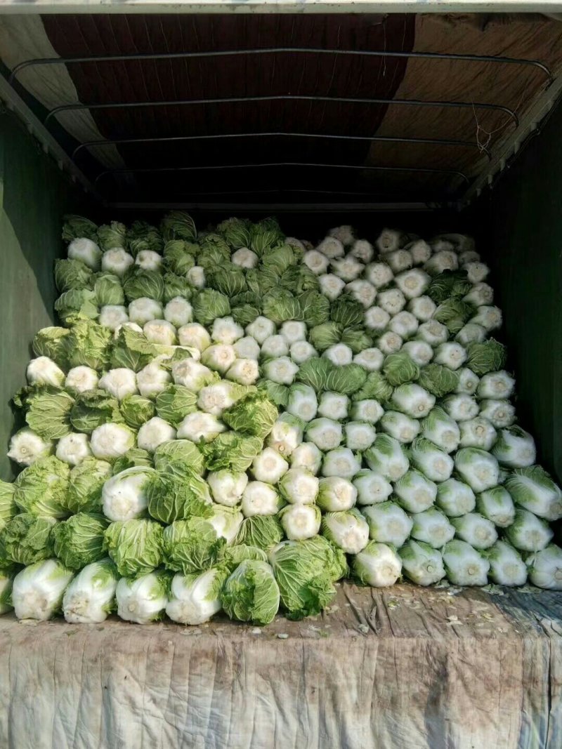 苏北地区精品义和秋大白菜大量供应中！欢迎客商前来采购！