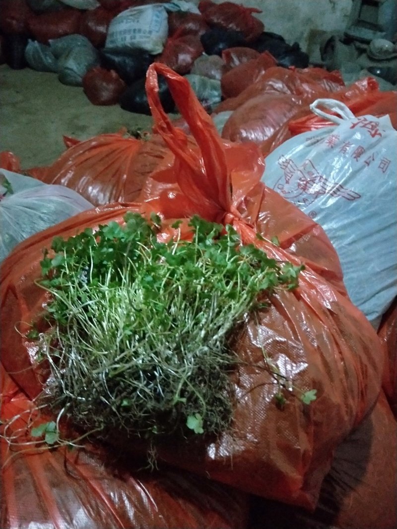 猫爪草种苗