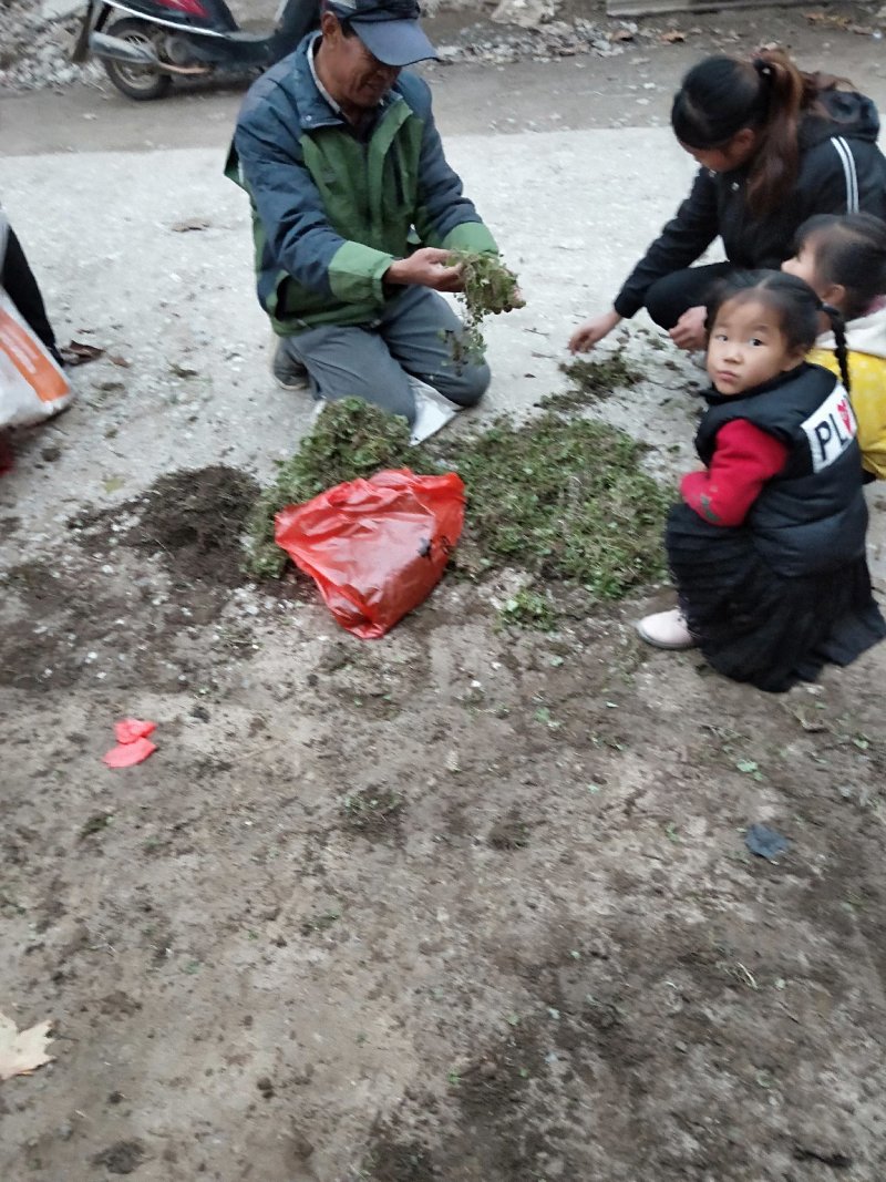 猫爪草种苗