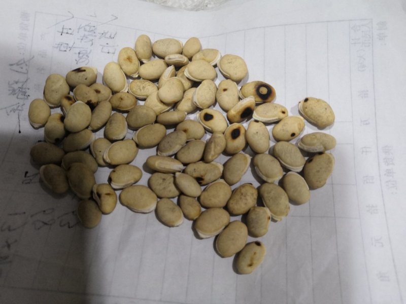 炒白扁豆