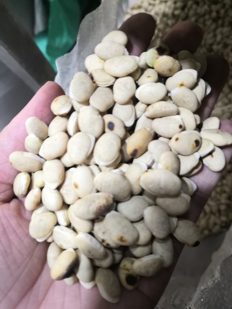炒白扁豆