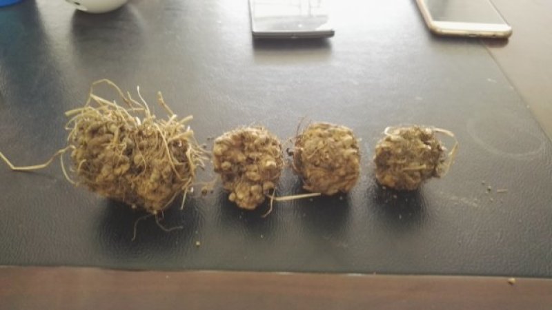 猫爪草种苗
