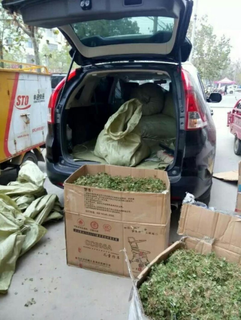 猫爪草种苗