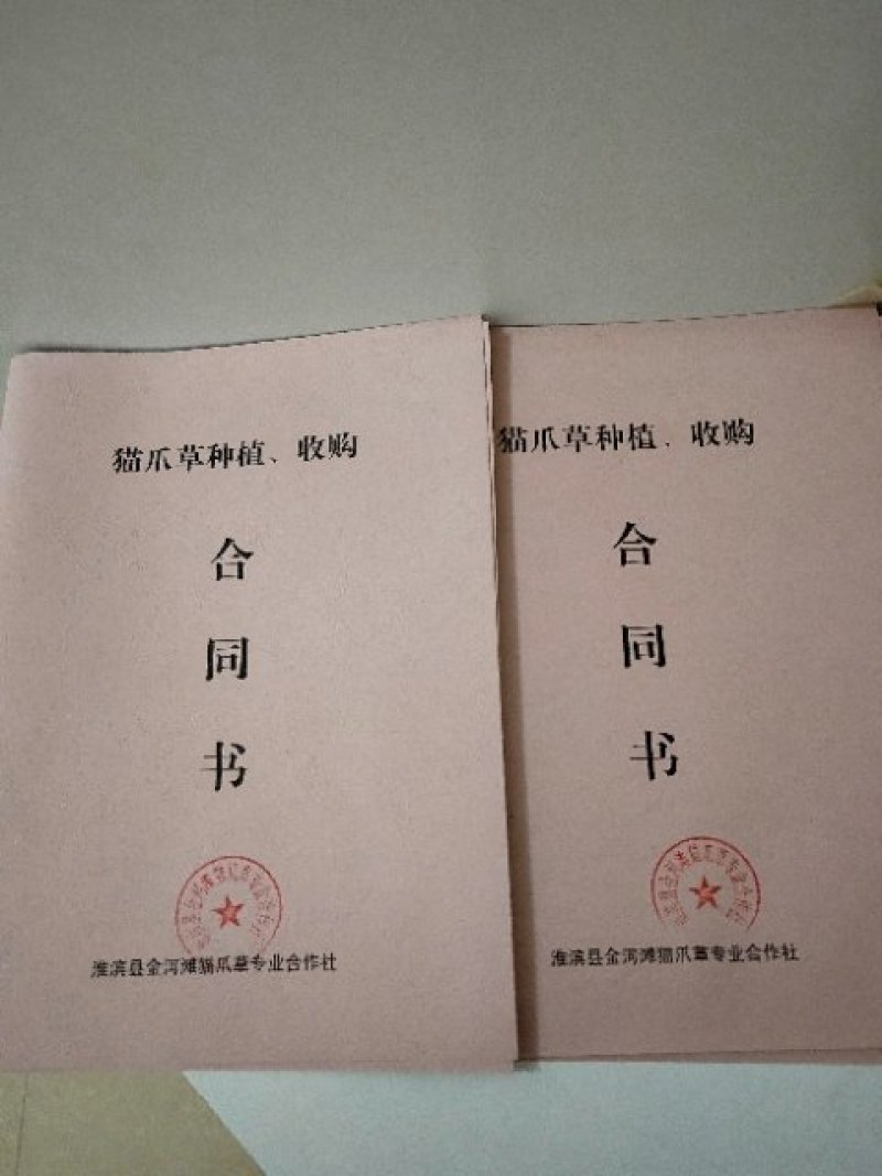 猫爪草种苗