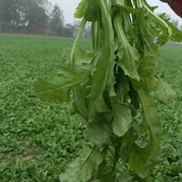 荠菜