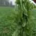 荠菜