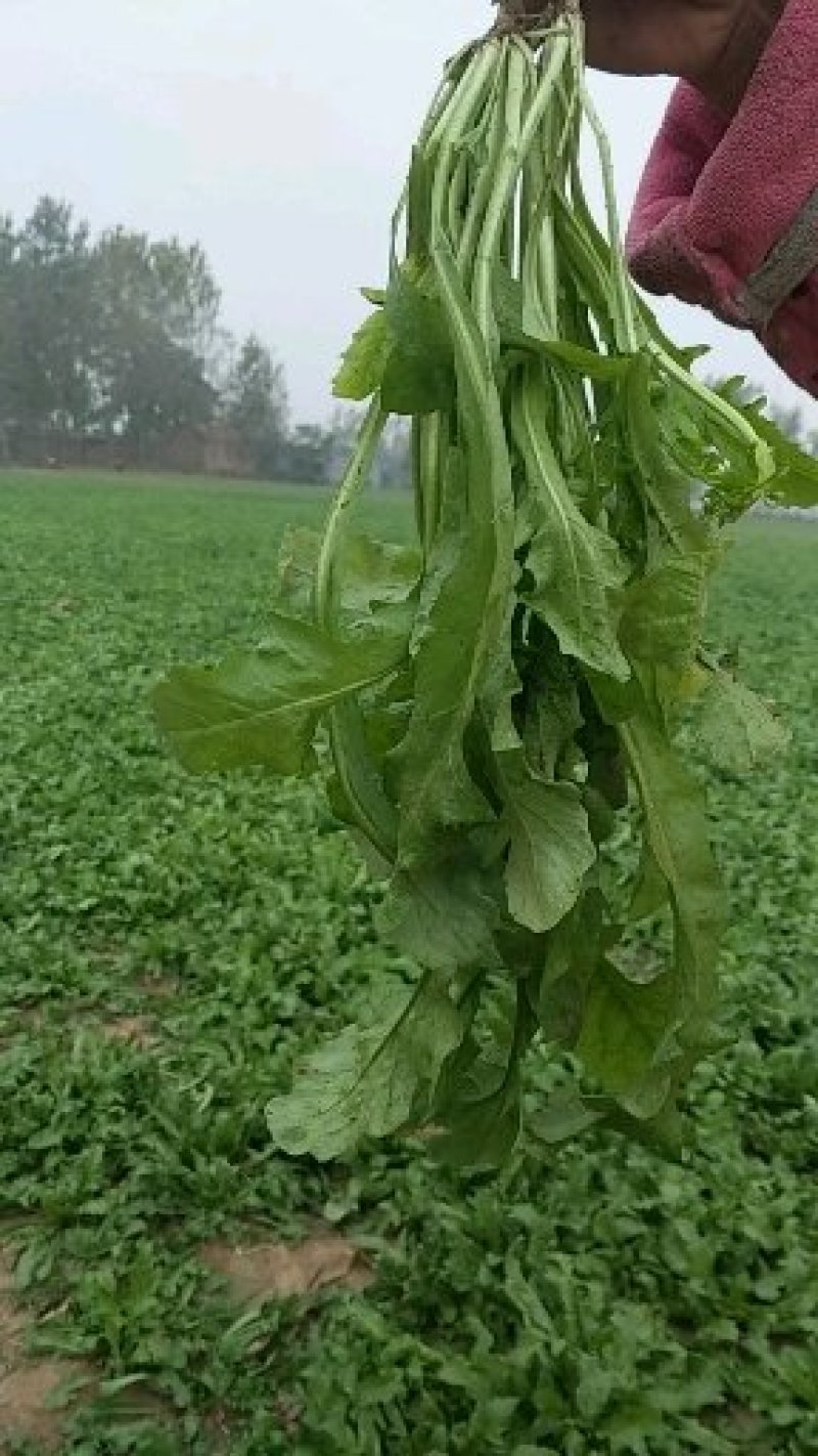 荠菜