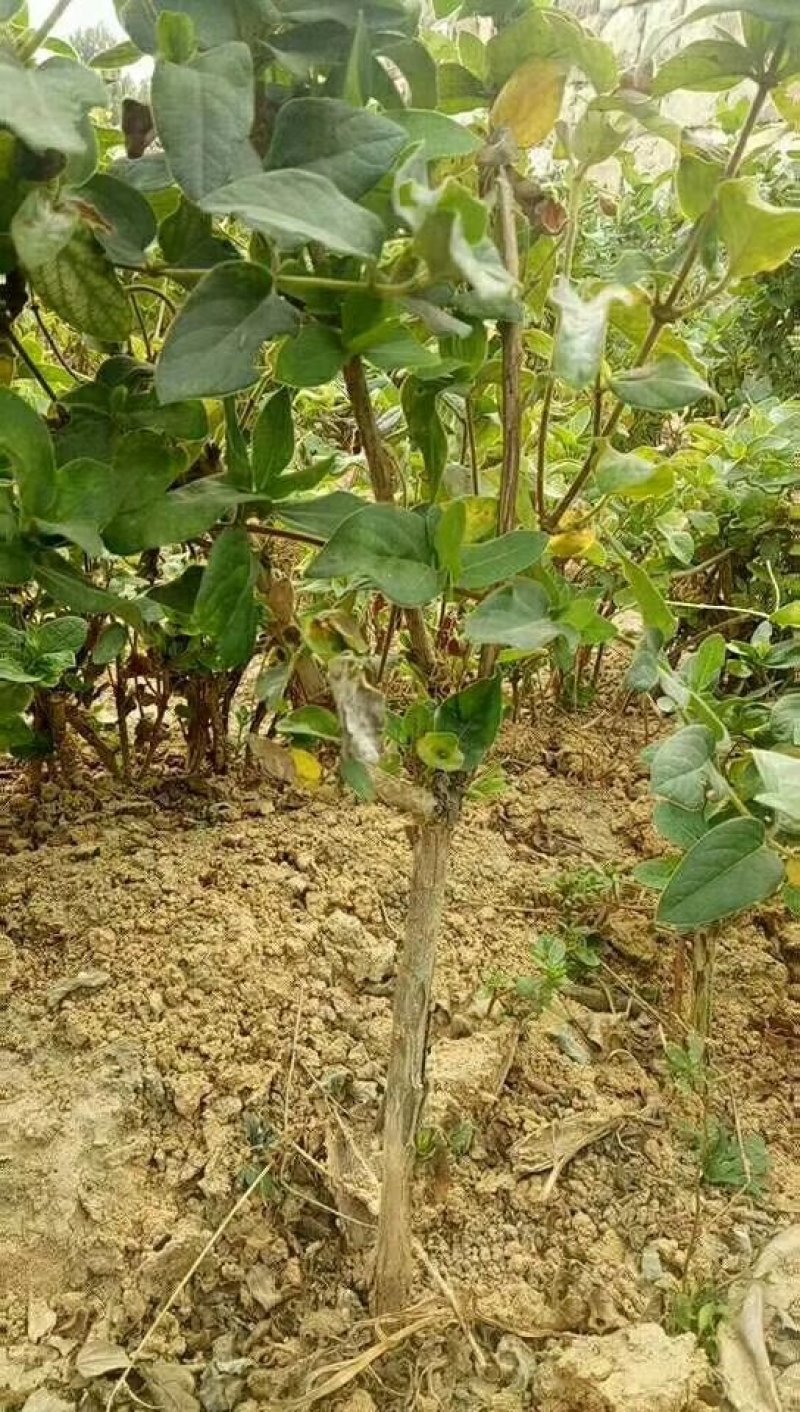 金银花树，金银花苗，枸杞树，杏树！四季金银花苗