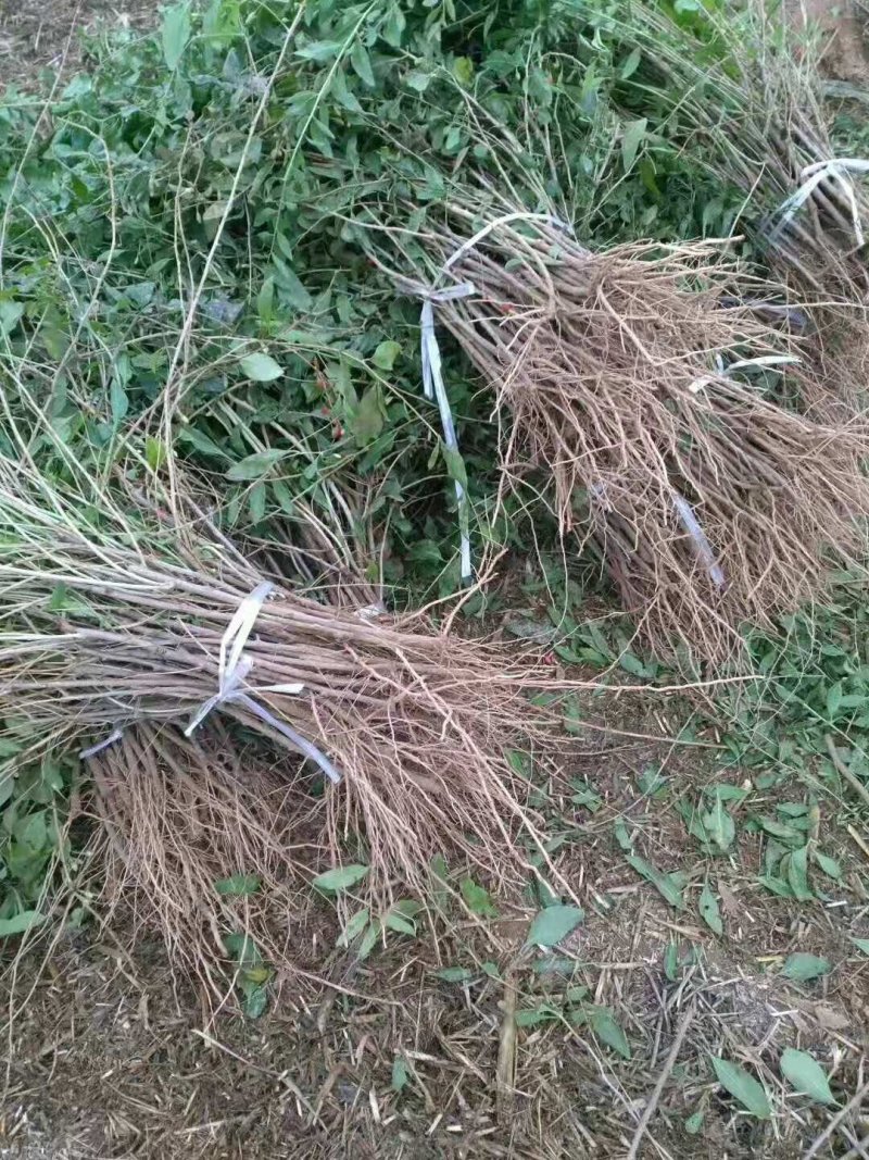 金银花树，金银花苗，枸杞树，杏树！四季金银花苗