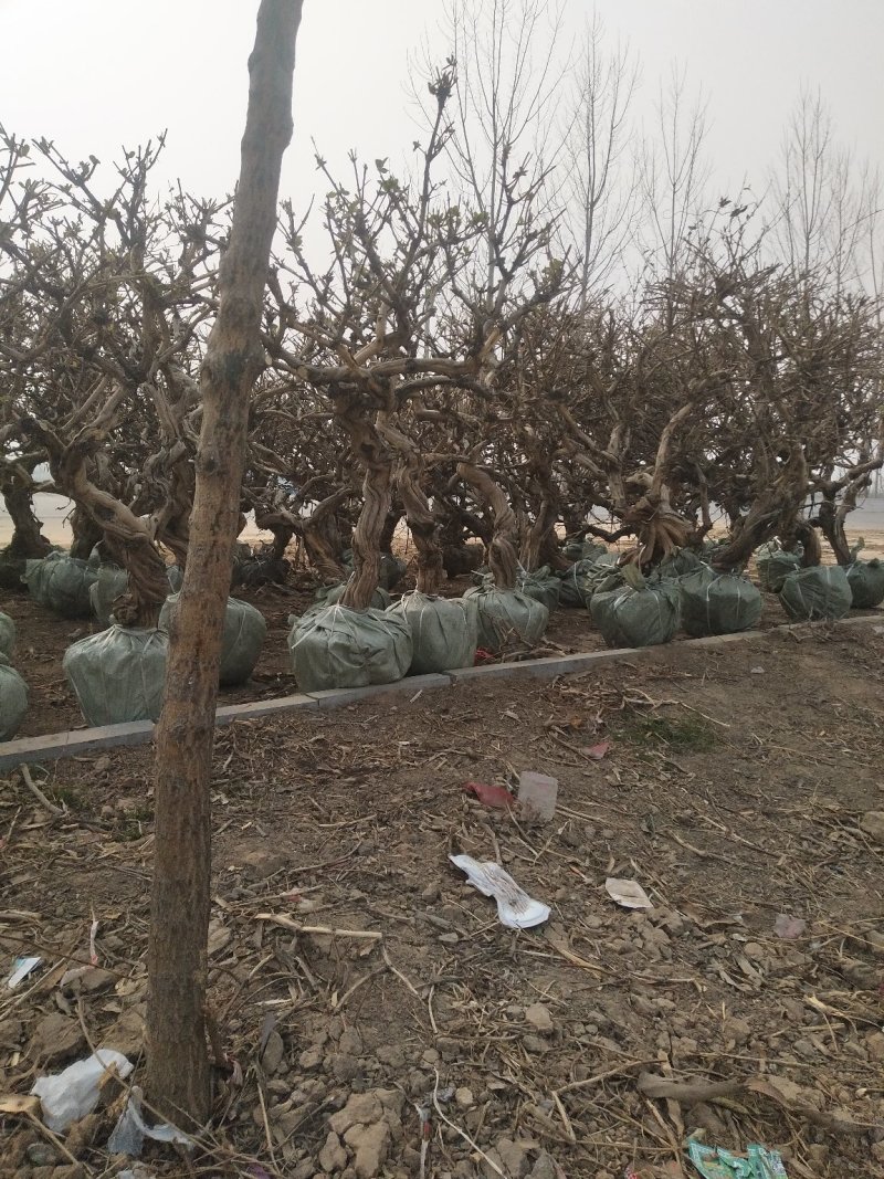 金银花树，金银花苗，枸杞树，杏树！四季金银花苗