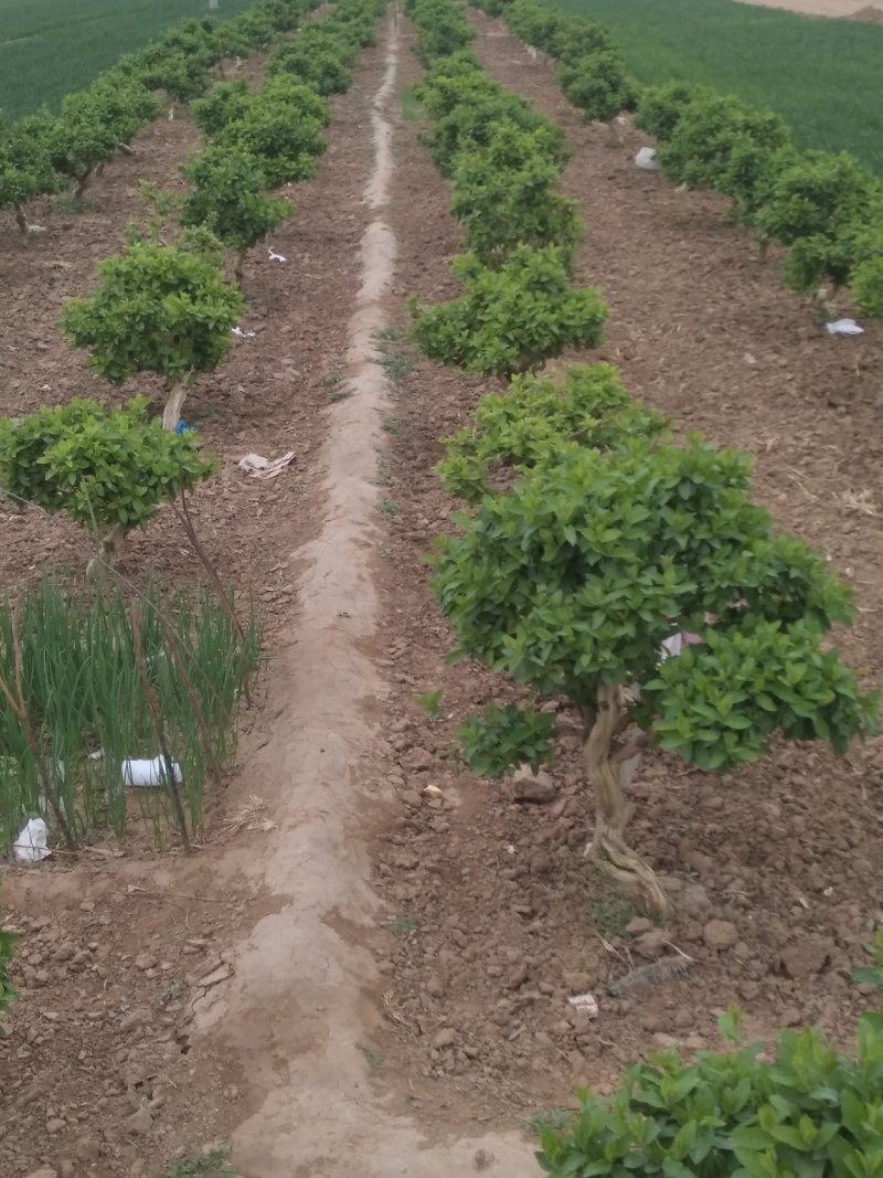 金银花树，金银花苗，枸杞树，杏树！四季金银花苗