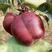 全红梨苗80cm以上0.8cm