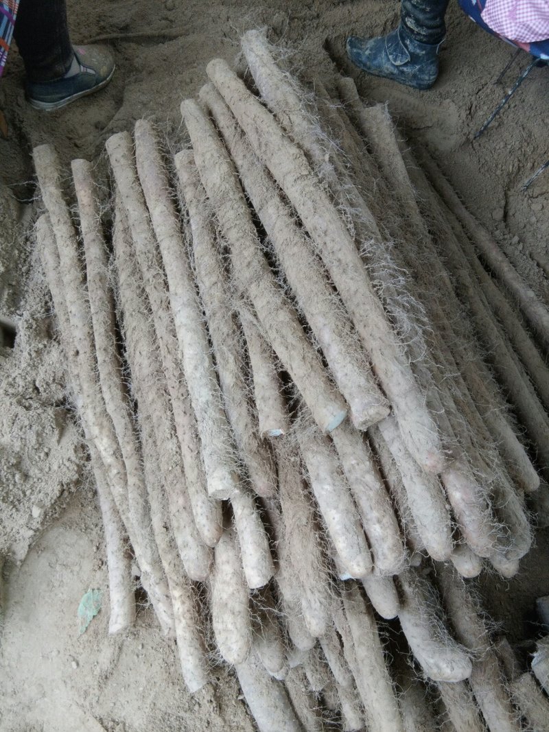 白玉山药每天走车中