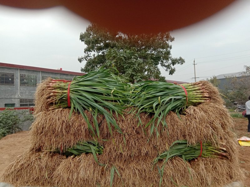 红根蒜苗无黄叶子基地直供欢仰各位老板来定货