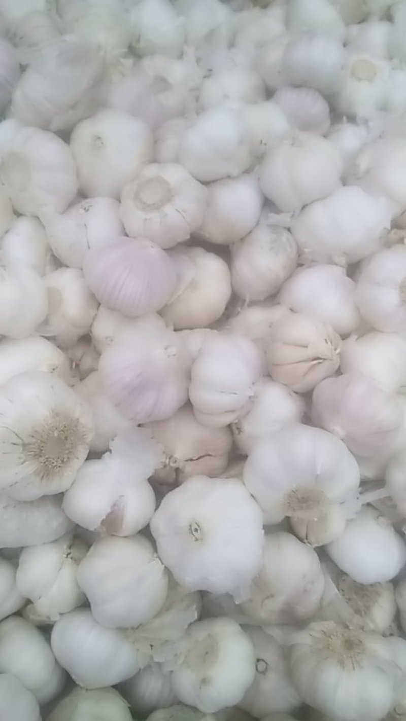 批发大蒜