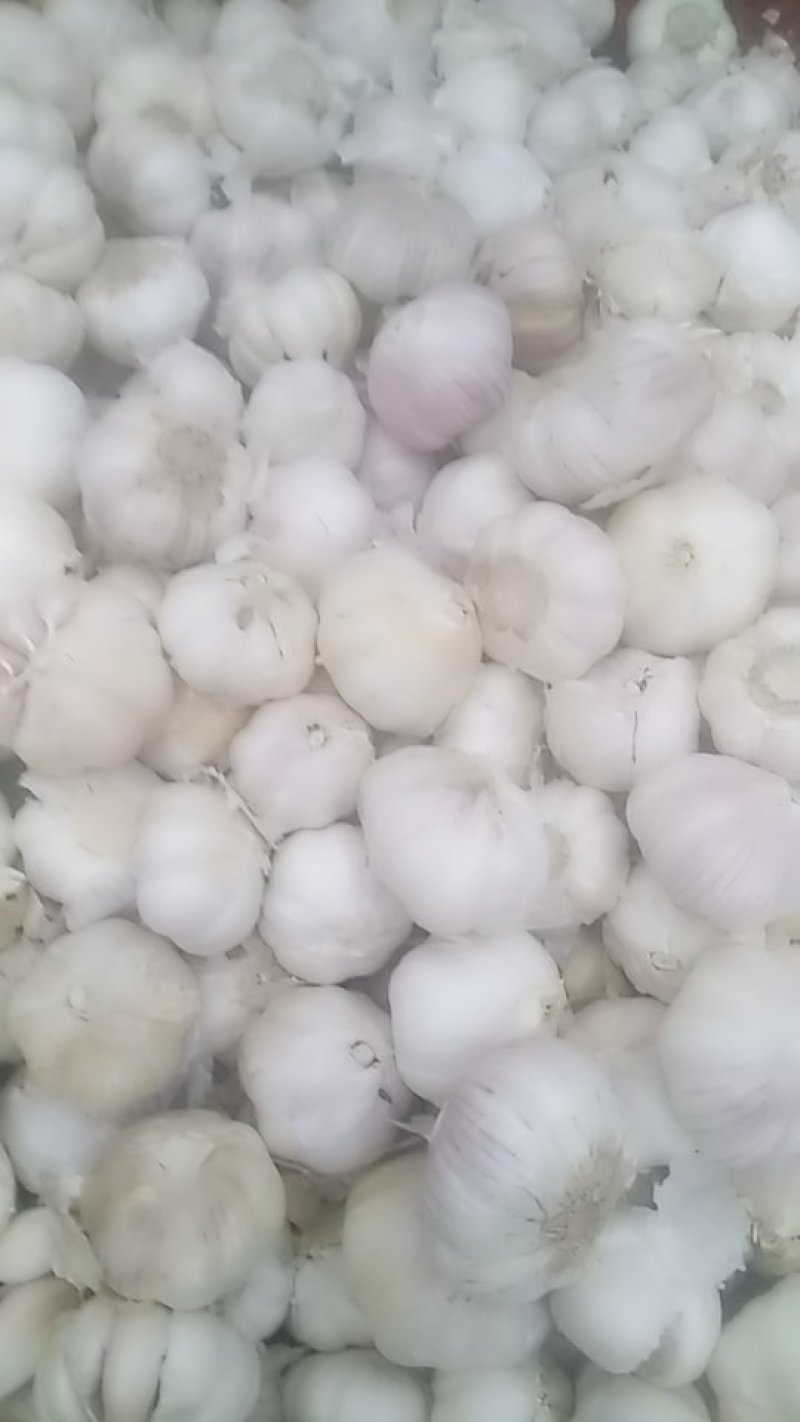 批发大蒜