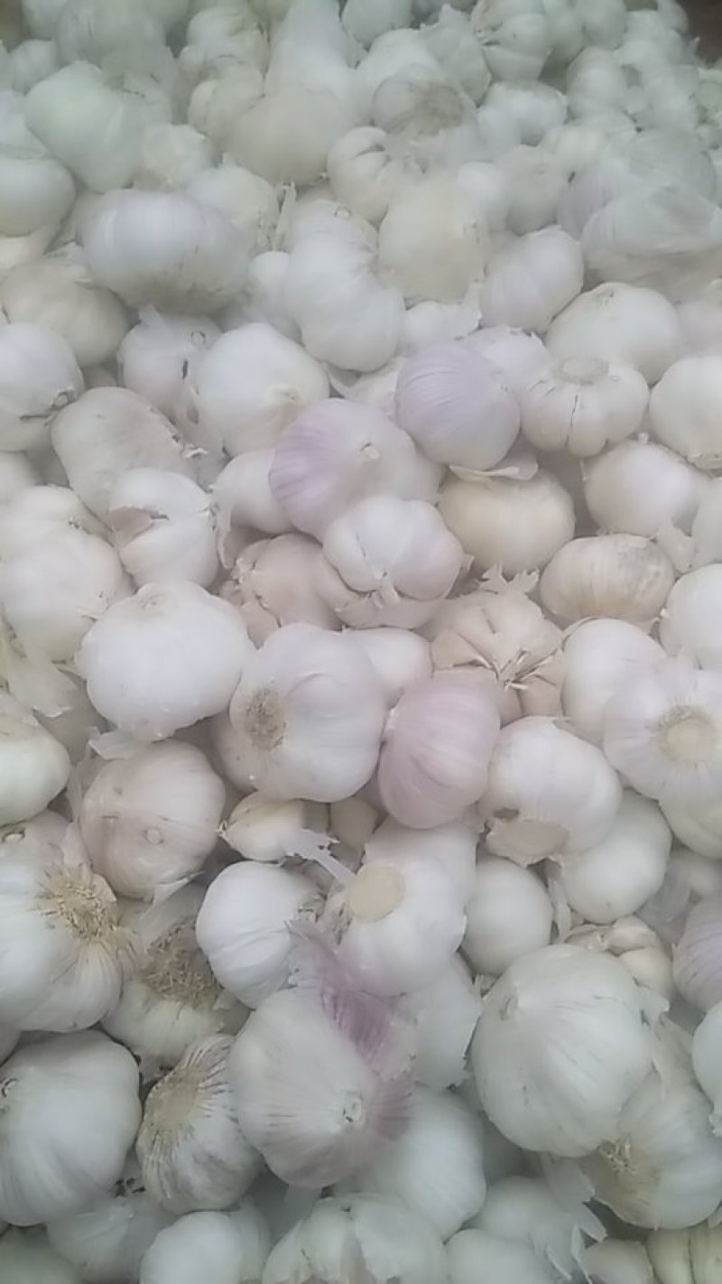 批发大蒜